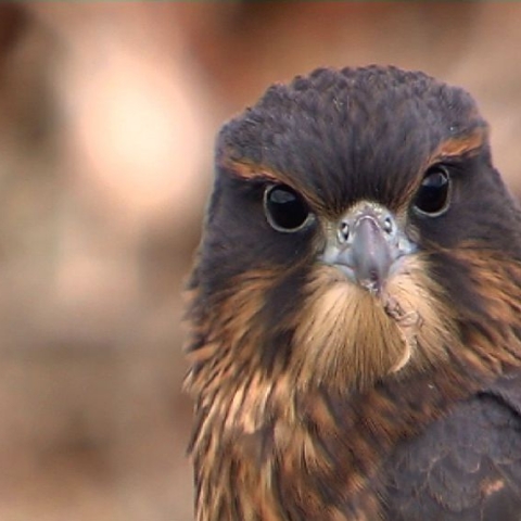 Karearea: the pine falcon - FFDL